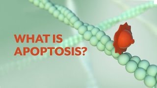 quotWhat is Apoptosisquot The Apoptotic Pathways and the Caspase Cascade [upl. by Nava]