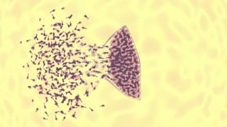 bacteriophage vs ecoli animation [upl. by Anthea]