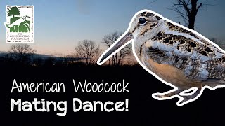 The Dance of the American Woodcock  VLOG [upl. by Raymond]