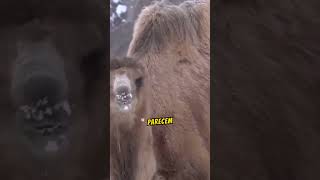 CAMELOS O ANIMAL DO DESERTO camelo animaisincriveis curiosidades viralvideo facts fatos [upl. by Gore705]