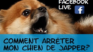 Comment arrêter mon chien de japper [upl. by Ysus]