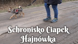 Schronisko Ciapek w Hajnówce  adopcje psów 2022 [upl. by Aniret]