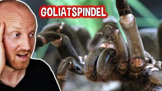 Världens Störta Spindel Spindlar Från Polen [upl. by Kamillah]