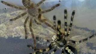 Poecilotheria subfusca mating [upl. by Tap652]