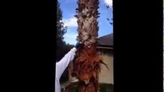 How to clean a palm tree [upl. by Nnair]