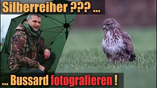 Ganz anders als geplant 📷 der Mäusebussard 🦅 [upl. by Josh602]