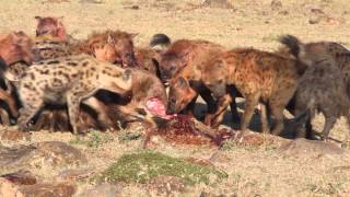 Hyenas Eat a Young Wildebeest in Minutes [upl. by Jermayne]