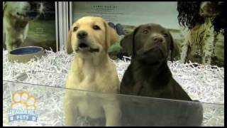 Purebred Labrador puppies [upl. by Smith]