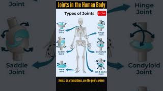 Classification of Joints in the Human Body body joints human health shorts reels [upl. by Annaj]