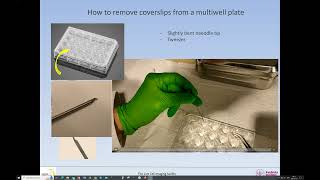 Removing coverslips from a 24 well plate [upl. by Alister]