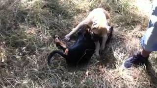 Rottweiler vs Bullmastiff [upl. by Aineg936]