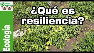 ¿Qué es la RESILIENCIA en un 🐞🌱 AGROECOSISTEMA [upl. by Prudy678]