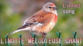 CHANT de LINOTTE MELODIEUSE  Singing Linnet [upl. by Gail]