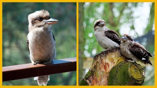 El Kookaburra o Dacelo Novaguineae 🐦 Es un Ave Fascinante [upl. by Sheldon936]