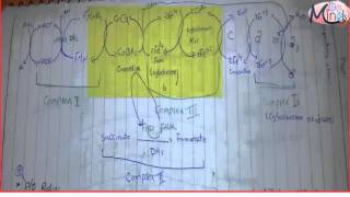 2 Respiratory chain ang oxidative phosphorylation [upl. by Ricoriki]