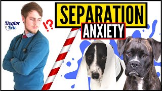 Do THIS If Your Dog Suffers From Separation Anxiety  Vet Explains [upl. by Arimihc]