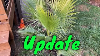 Mexican Fan Palm Washingtonia robusta July Update [upl. by Ema]