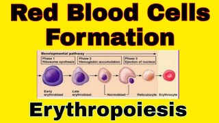 Erythropoiesis How RBCs mature Very easy To UnderstandUrdu amp Hindi [upl. by Allyson181]