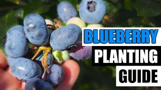 Planting Guide For Blueberries [upl. by Alial]