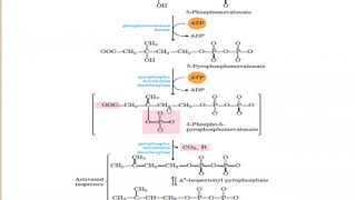 Ergosterol Biosynthesis [upl. by Eniger]