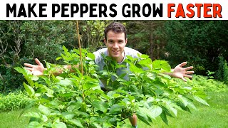 Make Peppers Grow Faster Improve Growth amp Ripening Rates  Pepper Geek [upl. by Tyika]