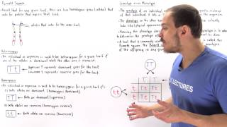 Genotypes Phenotypes and Punnett Square [upl. by Orrocos538]