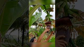 How to Cut flower of lakatan banana bananafarmer cuttingflowers farming bananafarm [upl. by Rai]