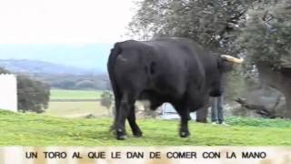 Buenas Tardes Extremadura  Una mascota de 600 kilos [upl. by Amoreta]