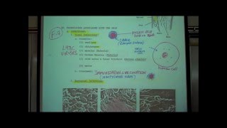 ANATOMY THE INTEGUMENT Part 2 by Professor Fink [upl. by Oballa]