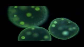 Protists  Biology [upl. by Etteyafal]