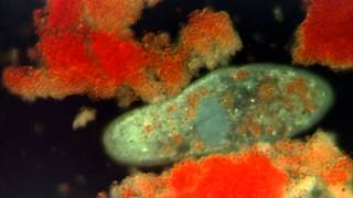 Introduction to the Protists [upl. by Toddy]