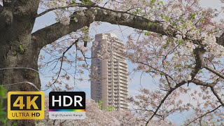 Walk Closing the Sakura Season with Tulips and Tokyo Skytree in Sarue Park  4K HDR [upl. by Luhey]