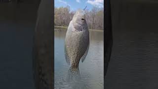 Catching A Fish fish shorts crappie fishingt subscribe shortsviral fypyoutube whitecrappie [upl. by Friedrich833]