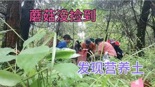 上山蘑菇没捡到，发现营养土，薅背篓回去养花种菜 [upl. by Katherin433]