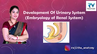 Development of Urinary System  Renal System Embryology by Dr Rajitha Vanga [upl. by Nerahs229]