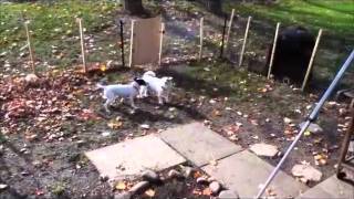 2 Parson Russell Terriers Playing  high energy dogs [upl. by Sharleen]