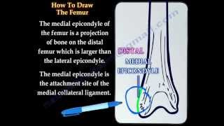 The Femur how to draw it Everything You Need To Know  Dr Nabil Ebraheim [upl. by Doak283]