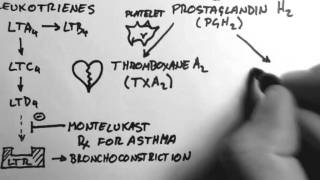 Arachidonic Acid amp Eicosanoids [upl. by Buchanan]