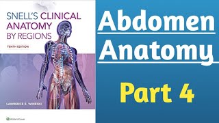 Snells Clinical Anatomy  Abdomen Gross Anatomy part 4  Anatomy Lecture [upl. by Ailimat]