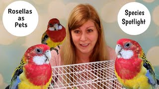 Rosellas as Pets Species Spotlight [upl. by Barbee]