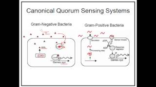 Quorum sensing in Gram negative and Gram positive bacteria [upl. by Rooker676]