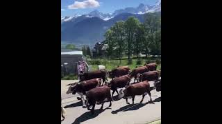 IDYLLIQUECette montée à lalpage des 60 vaches du GAEC Les Belles des Champs de la famille Chambel [upl. by Erik532]