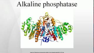 Alkaline phosphatase [upl. by Nadual]