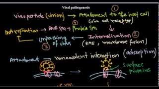 7 Replication of DNA viruses [upl. by Thier]