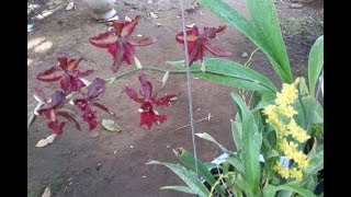 Orchid care tips  how I care for Oncidium  Onc Yellow twinkle amp Onc Masai Red [upl. by Ydnarb]