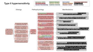 Type II hypersensitivity mechanism of disease with examples [upl. by Wilber]