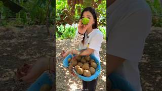 Beautiful Landscape of Kiwi 🥝🥝 Fruit Farm  Rural Farmer Fruit Harvesting shorts satisfying [upl. by Witkin]