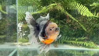 15411 Kirin Rosetail Oranda [upl. by Natsud]