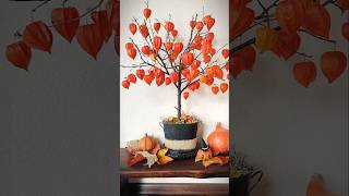 Autumn decoration of bladder cherry Alkekengi officinarum autumn decoration [upl. by Behka]