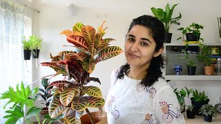 Best Indoor Plants in India for Decoration [upl. by Hofmann]